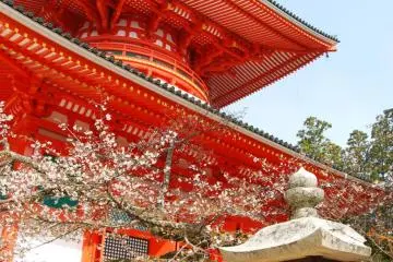 Spring time at Konpon Daito pagoda in the Danjo Garan sacred compound