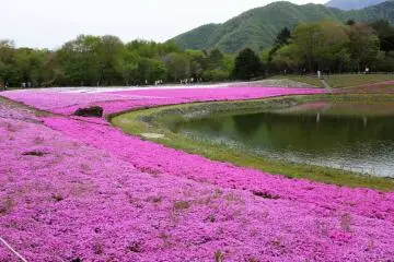 富士芝櫻祭