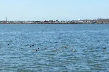 Ducks in the lake