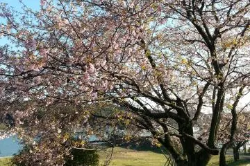 Sakura on Aoshima