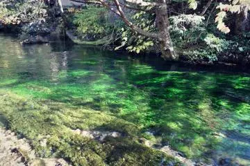 emerald green shining river