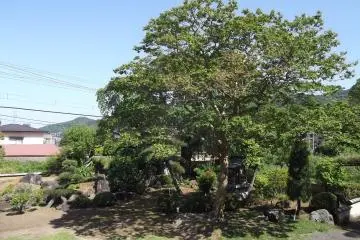 The temple grounds