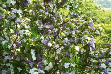 American Jasmine