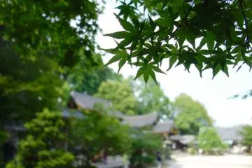 A wide variety of trees and plants line the perimeter of the shrine grounds