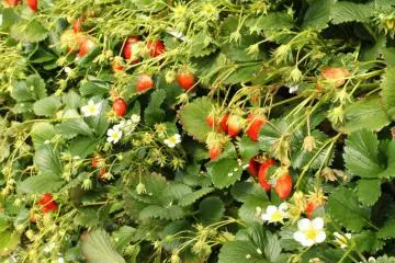 There are several greenhouses for strawberries where you can indulge in an all-strawberry diet for a day (Photo: Tyra 'nell Pille)