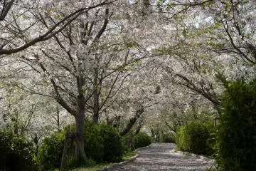 Ogi Park - One of Saga's many great spots (Photo: <a href="http://www.flickr.com/photos/yamadaman_555/" target="_blank" rel="noreferrer noopener nofollow">taroimo</a>)