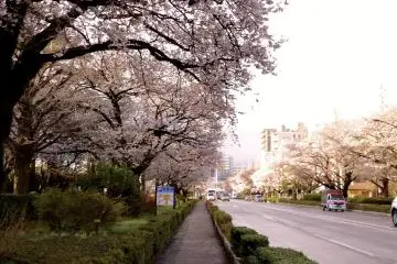 The tunnel of pink flowers in spring