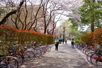 Springtime on campus with many students hurrying to their next class and some ambling along leisurely