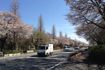 "Daigakudoori" is lined with cherry blossom trees