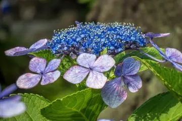 Desde finales de mayo a junio este apacible parque tiene muchas hortensias llenas de color