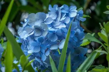 Estas hermosas flores se ven mejor de cerca