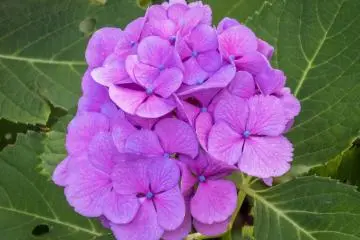 Interesante ver que hay muchas clases distintas de hortensias en colores y tamaños