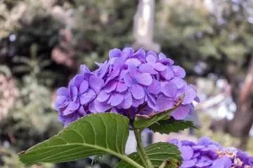 Considerando su pequeño tamaño, el parque Nogeyama tiene muchos tipos de flores