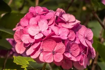 Estas bellas hortensias rosadas contrastan muy bien con las azules que son más comunes