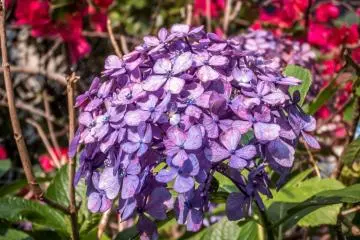 Una hortensia morada frente unas lindas flores rojas al fondo