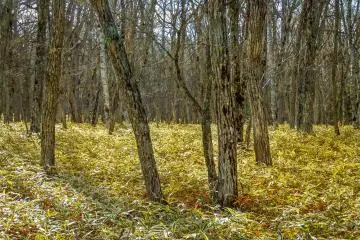 En se rendant plus au sud en direction des chutes Ryuzu, le paysage forme progressivement une forêt parsemée de conifère et contenant toute une végétation propre au Japon