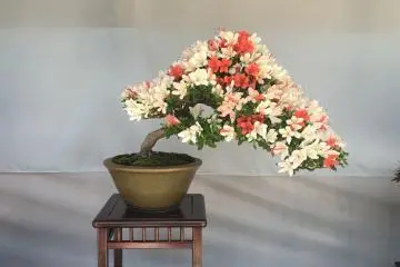 Festival Satsuki di Taman Ueno 2026