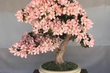 Bonsai cantik berwarna merah muda 