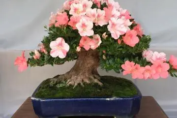 Satsuki sangat kuat terhadap serangga dan penyakit, membuat mereka kandidat bonsai ideal