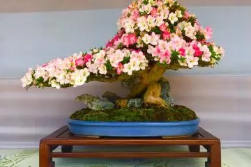Kecil, pohon artistik dipangkas kecil secara adalah definisi sejati dari bonsai