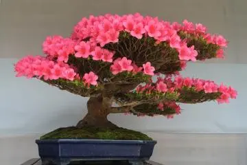 Pink cerah selalu menakjubkan