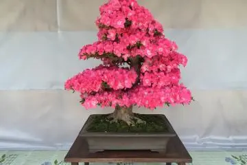 Bonsai ini juga menyerupai pohon besar, karena banyak bonsai yang dibentuk seperti itu