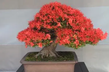 Satsuki bonsai telah dibudidayakan sejak zaman Edo