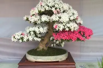 Pink kontras mencolok