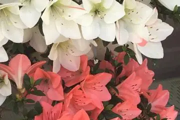 Melihat dari dekat ke kelopak cantik