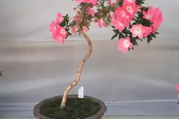 Bonsai menampilkan keunikan keindahan yang lain  