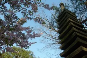 <p>Cherry-blossoms cast cool shade on the tall stone pagoda</p>