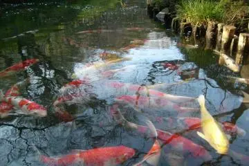 <p>The pond is inhabited by carp who gather expectantly when they see visitors at the water's edge</p>