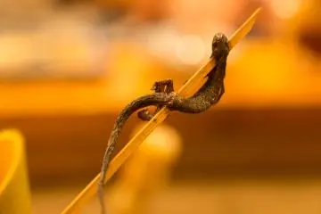 Grilled salamander