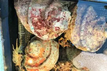 Fresh shellfish is a hit with the kids