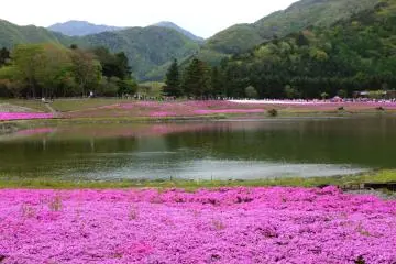 Having a Wi-Fi router made getting to the Fuji Shibazakura Festival easy