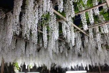 A Wi-Fi router helped in sorting out the various modes of transport needed to reach Ashikaga Flower Park