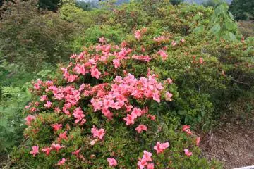 La fin de floraison des azalées
