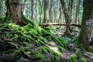 The trees spread their roots out over the surface of the lava as if they were crawling.