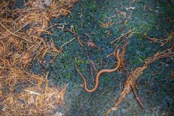 An inhabitant of the forest