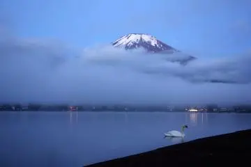 Un cygne déambule autour du lac alors que le Mont Fuji se couvre doucement de nuages