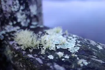  Les petits détails sont magnifiques. De la mousse souple pousse sur le côté de la balustrade de bois