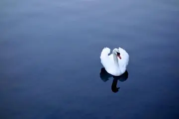 ...En dehors de ce cygne