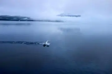  Un cygne dérape à travers l'eau, brisant la surface du lac