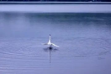 Les cygnes du lac Yamanaka semblaient les plus actifs à l'aube, en se lissant les plumes, ou en plongent pour trouvere de la nourriture