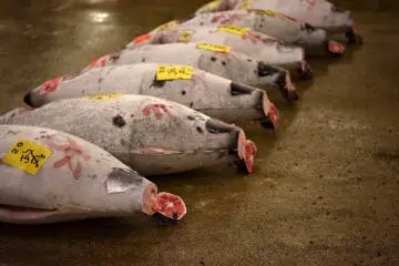 Tuna tails. How white are they?