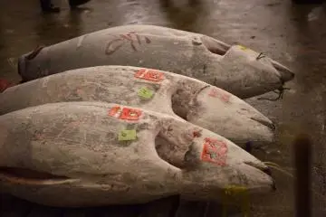 Tsukiji Market at 5am [Đóng]