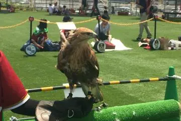 The mascot who flies through the crowd at the beginning of the game
