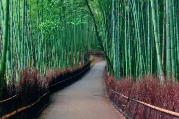 Bamboo Groves