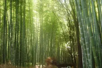 Bamboo groove in the back of Tenryu-ji Temple