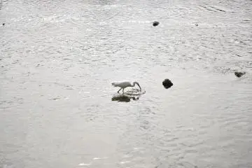 Fishing for fish